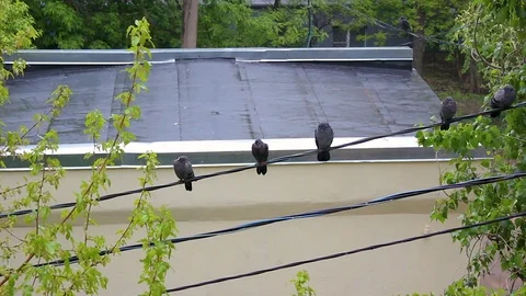 Pigeons in the Rain Stock Footage 83083813