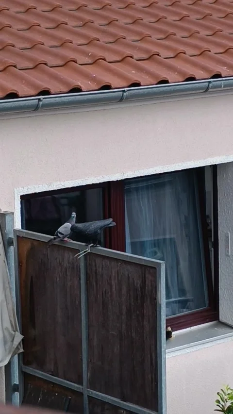 Pigeons React to Decoy Crows... or Don't, Hildesheim, Germany - 04 Jun 2025 Video stock 314235147