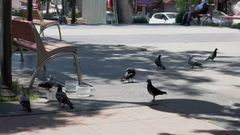 Pigeons in a regular city park Stock Footage 139008545