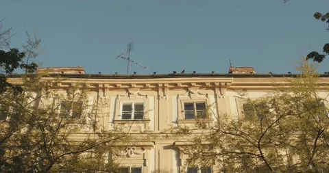 Pigeons Relaxing on the Rooftop During Lockdown in a Empty Morning Bratislava Stockbeeldmateriaal 146366195