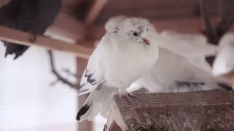 Pigeons rest on display Stock Footage 74508036