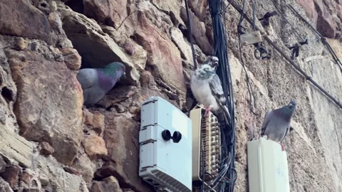Pigeons rest on electrical installations embedded within stone wall Video stock 289833002