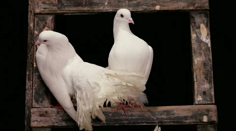 Pigeons Rest Video stock 52741859