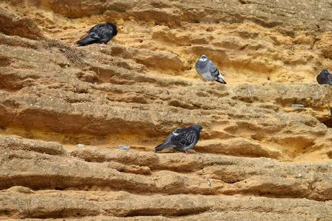Pigeons rest on a vertical rock of a shell rock. Stock Photos