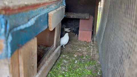 Pigeons Resting in a Coop Stock Footage 297730814