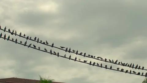 Pigeons Resting on the Electric Cable Video stock 158005012