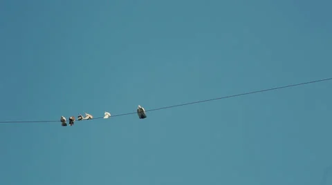 Pigeons Resting on Electricity Cable  Stock Footage 27040030