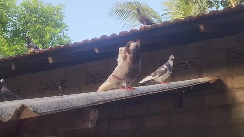 Pigeons Resting on a Rooftop. Stock Footage 310478960
