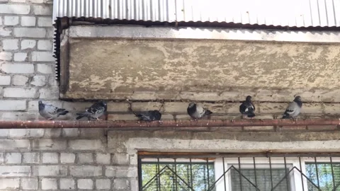 Pigeons Resting Rusty Building Pipe Sunlight Stock Footage 318360016