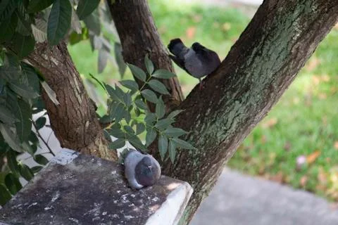 Pigeons resting in shade Foto stock