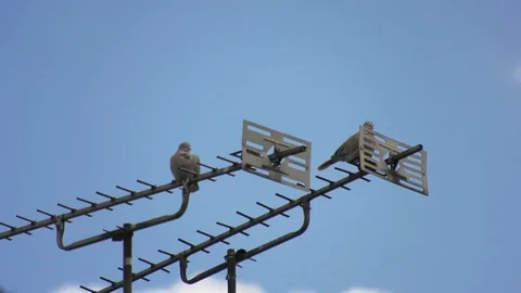 Pigeons resting on TV Aerials Video stock 80552855