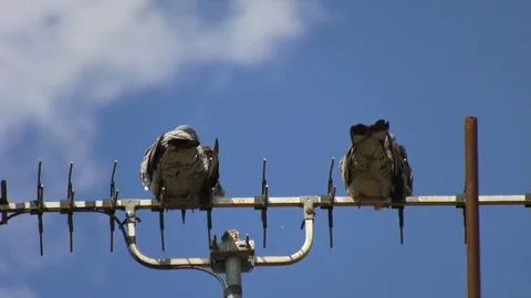 Pigeons resting on TV Aerials Video stock 80552897