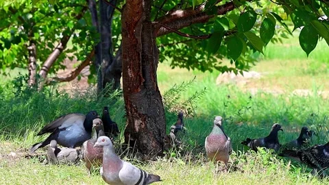 Pigeons Resting Under Cherry Blossom Trees on a Scorching Summer Day in Japan,4K Stock Footage 340706094