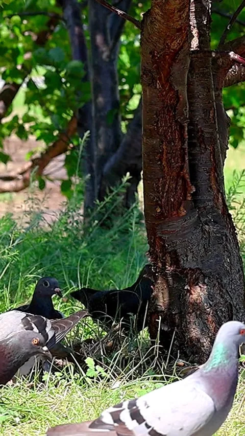 Pigeons Resting Under Cherry Blossom Trees on a Scorching Summer Day in Japan01 库存影片 340706278