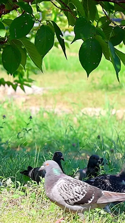 Pigeons Resting Under Cherry Blossom Trees on a Scorching Summer Day in Japan02 库存影片 340706684