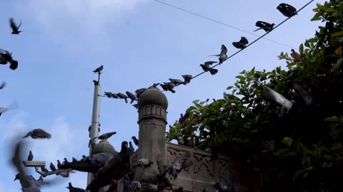 Pigeons resting on wires and architectural structures Vidéo 336361815