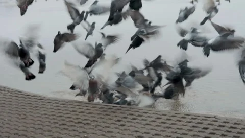 Pigeons on the river bank take off when a person passes by Stock Footage 245760980