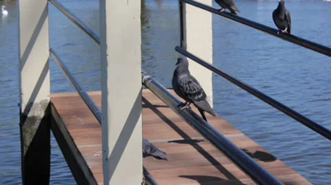 Pigeons by the river Video stock 33629125