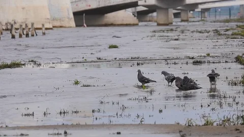 Pigeons in the river Video stock 78018363