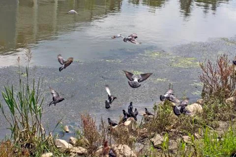 Pigeons by the river Stock Photos