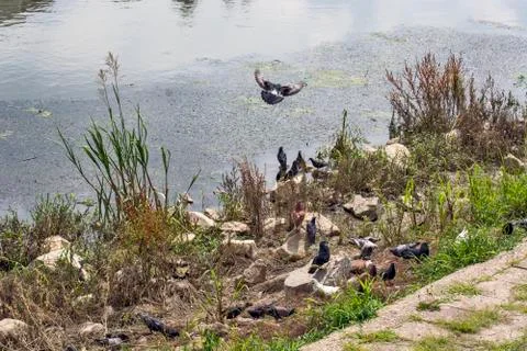 Pigeons by the river Stock Photos