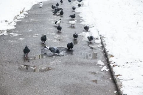 Pigeons on a road Stock Photos