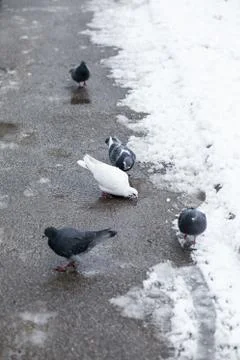 Pigeons on a road Stock Photos