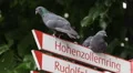 Pigeons Road Sign Signboard Street Arrow Indicator Panel Board Cologne City Day HD Footage
