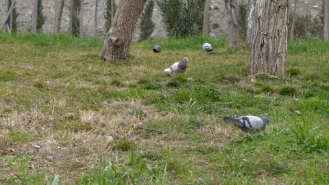 Pigeons roaming on the grass in a tranquil park. Vidéo 267285279
