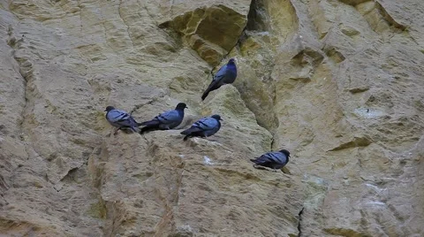 Pigeons on rock Stock Footage 55876036