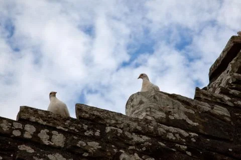 Pigeons on a rock Stock Photos