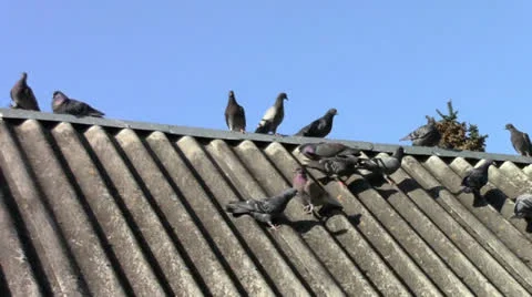 Pigeons on the roof Stock Footage 24695867