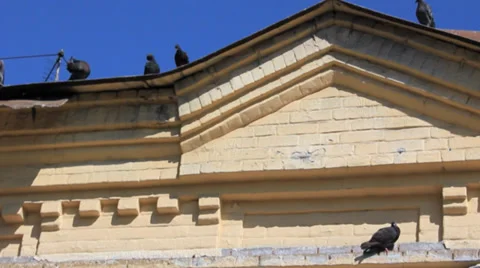 Pigeons roof Stock Footage 33222906