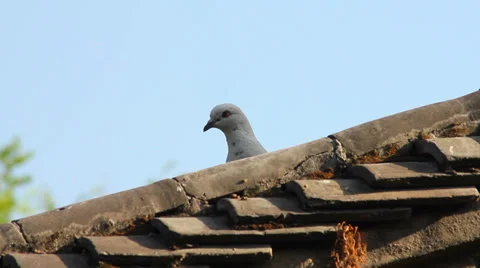 Pigeons on the roof Stock Footage 35735487