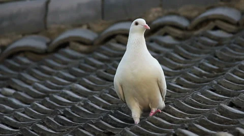 Pigeons on the roof Stock Footage 35736115