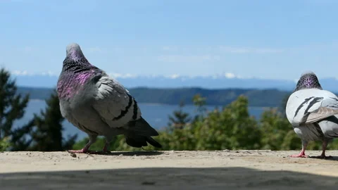 Pigeons on the roof Stock Footage 145985546