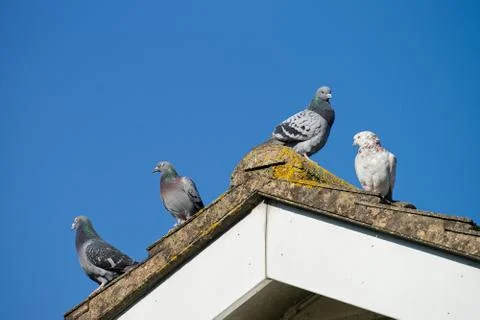 Pigeons on the roof Stock Photos