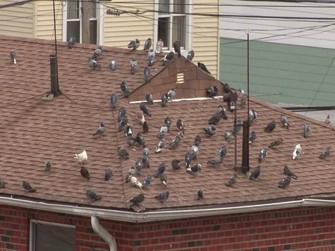 Pigeons on rooftop Stock Footage 128935611