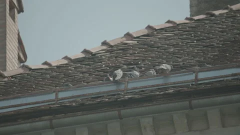 Pigeons on a rooftop of an old building Stock Footage