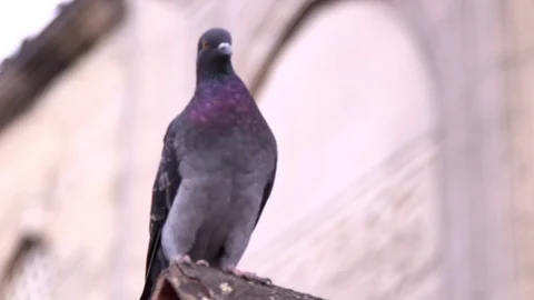 Pigeons on the rooftops in Istanbul Turkey Stock Footage 108596470