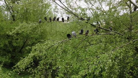 Pigeons roosted on tree branches in a public park 스톡 동영상 311458033