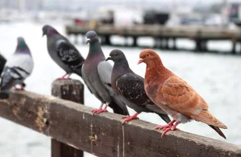 Pigeons in row Stock Photos