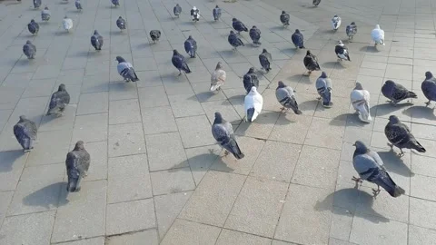 The pigeons run away from the camera together. A lot of pigeons. Stock Footage 157600827