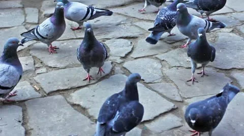 Pigeons Run On Pavement Video stock 8973746