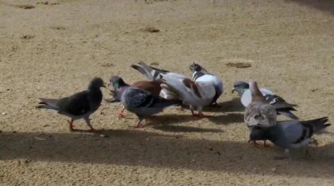 Pigeons running on sand Video stock 45729919