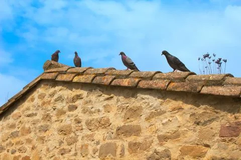 Pigeons on a Rustic Stone Wall Stock Photos