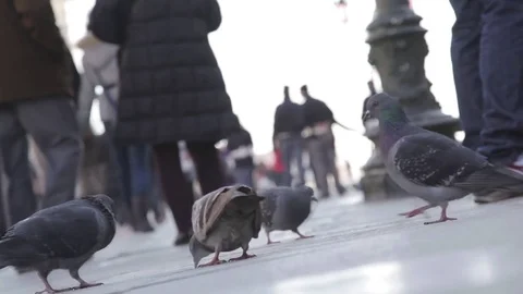 Pigeons in Saint Mark Square, Venice Stock Footage 71823622