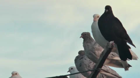 Pigeons of the same breed of different colors sit on a special antenna for p Vídeos de archivo 220047052