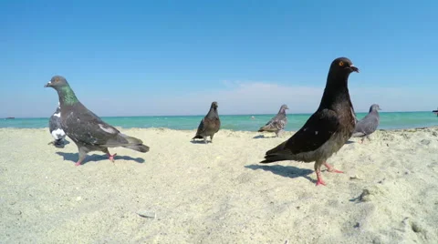 Pigeons on the Sandy Beach Stock Footage 54614425