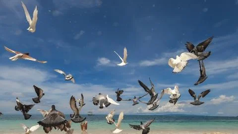 Pigeons on a sandy beach Stock Photos